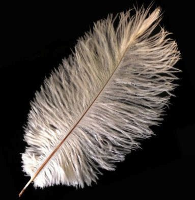 Champagne Ostrich Feather