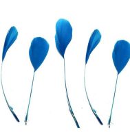 Deep Turquoise Feathers Stripped Coque Style