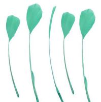 Mint Green Feathers Stripped Coque Style