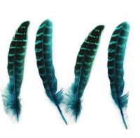 Aqua Blue Female Ringneck Pheasant Tail Feathers