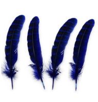 Dark Blue Female Ringneck Pheasant Tail Feathers