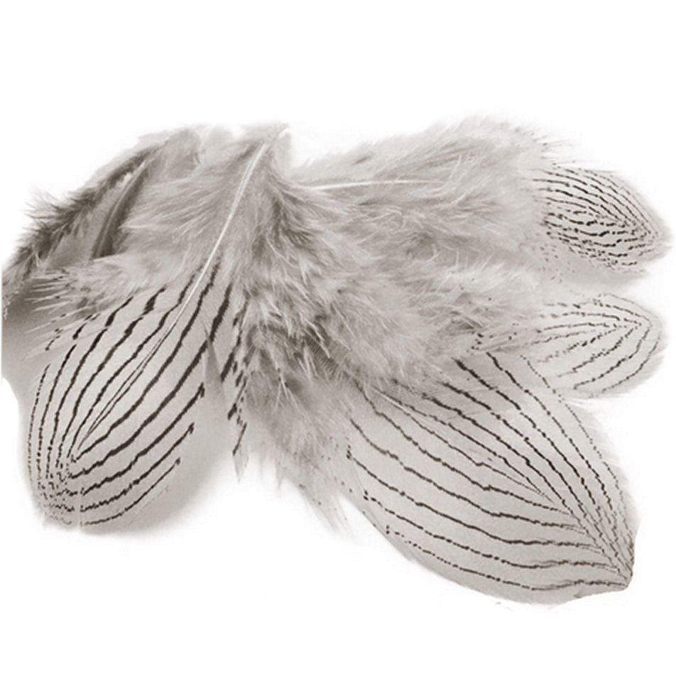 Natural Silver Pheasant Feathers x 5