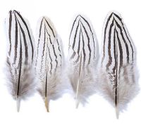 Natural Silver Pheasant Plumage Feathers x 3