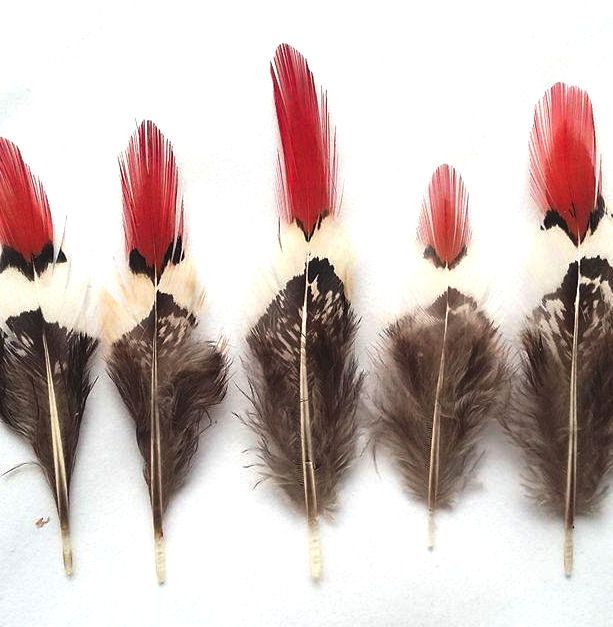 Lady Amherst Pheasant Red Top Tail Feathers x 5