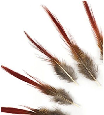Natural Golden Pheasant Red Top Tail Feathers x 5