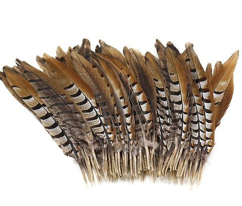  Pheasant Feathers, 14-16 Natural Reeves Venery