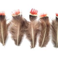 Natural Pheasant Red Top Plumage Feathers x 5