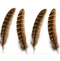 Natural Female Ringneck Pheasant Tail Feathers