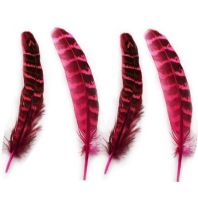 Pink Female Ringneck Pheasant Tail Feathers