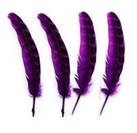 Purple Female Ringneck Pheasant Tail Feathers
