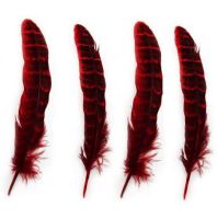 Red Female Ringneck Pheasant Tail Feathers