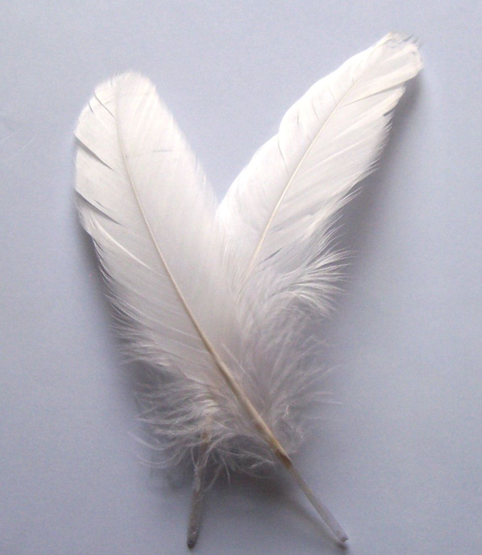 White Feathers for arts and crafts