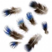 Blue Peacock Wing Feathers x 3