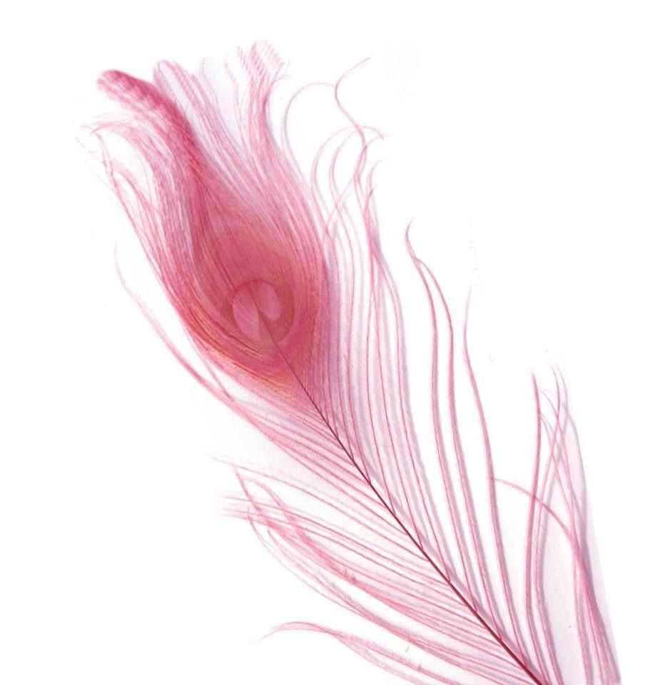 Rose Pink Peacock Eye Tail Feather