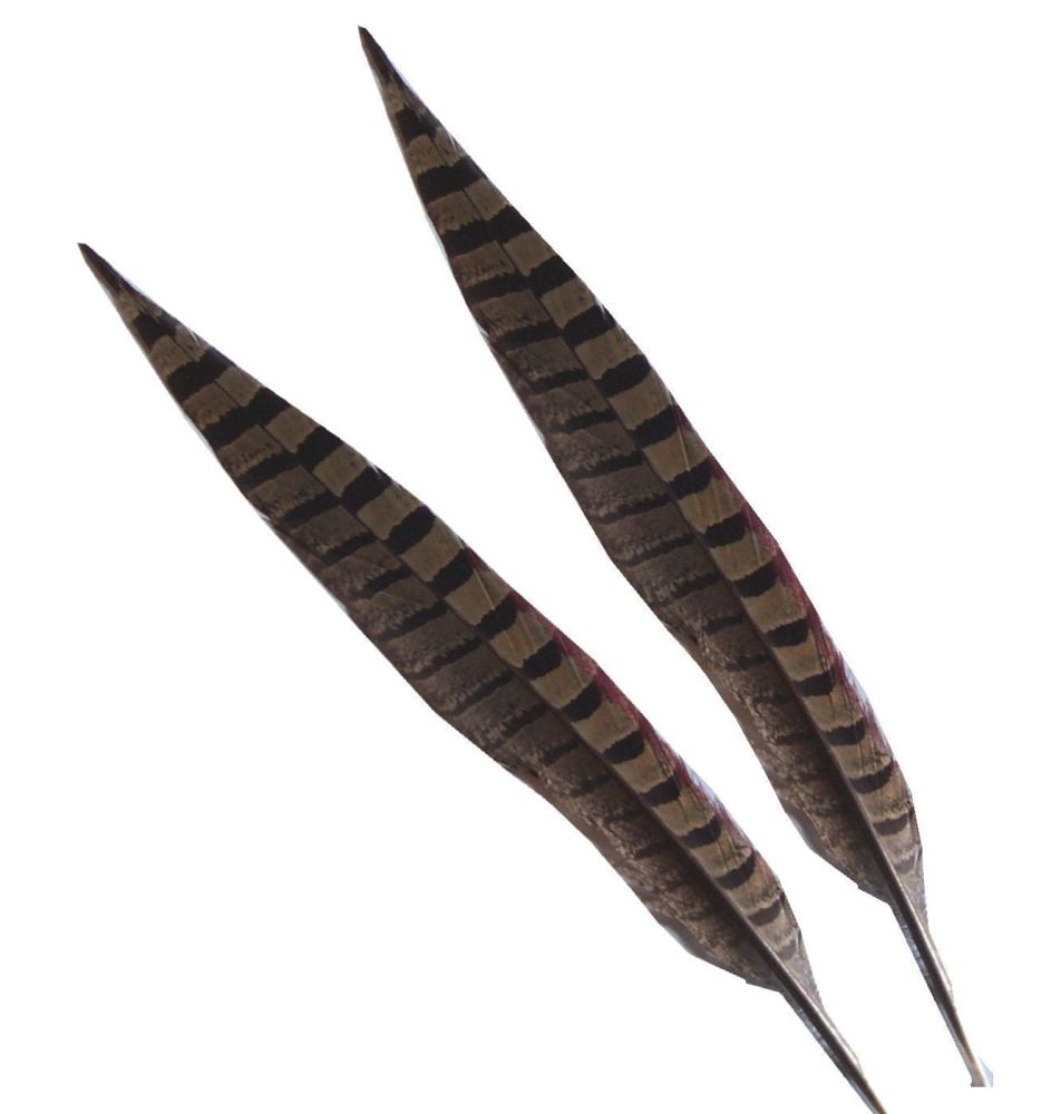 Natural Ringneck Pheasant Tail Feather (14 inch)