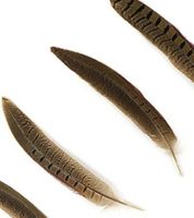 Natural Ringneck Pheasant Tail Feather  x 5