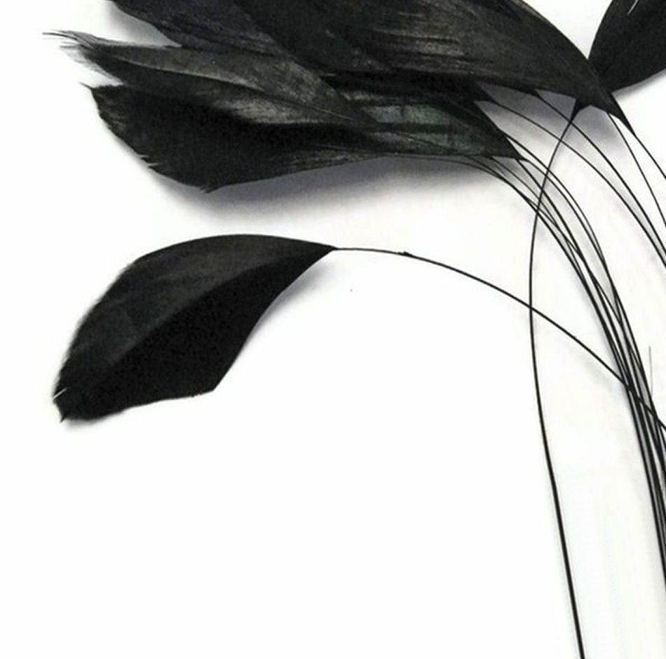 Black Stripped Coque Tail Rooster Feathers x 6