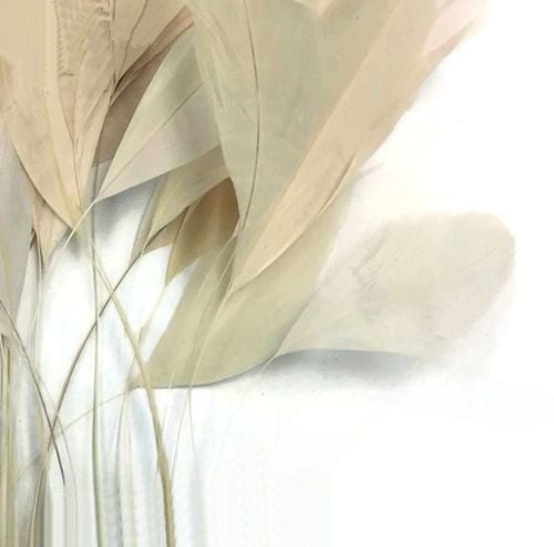 Ivory Cream Stripped Coque Tail Rooster Feathers x 6