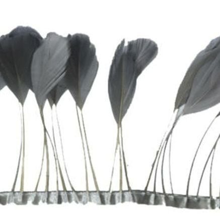 Silver Stripped Coque Tail Rooster Feathers x 10