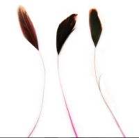 Pink Natural Half Bronze Two Tone Stripped Feathers x 3