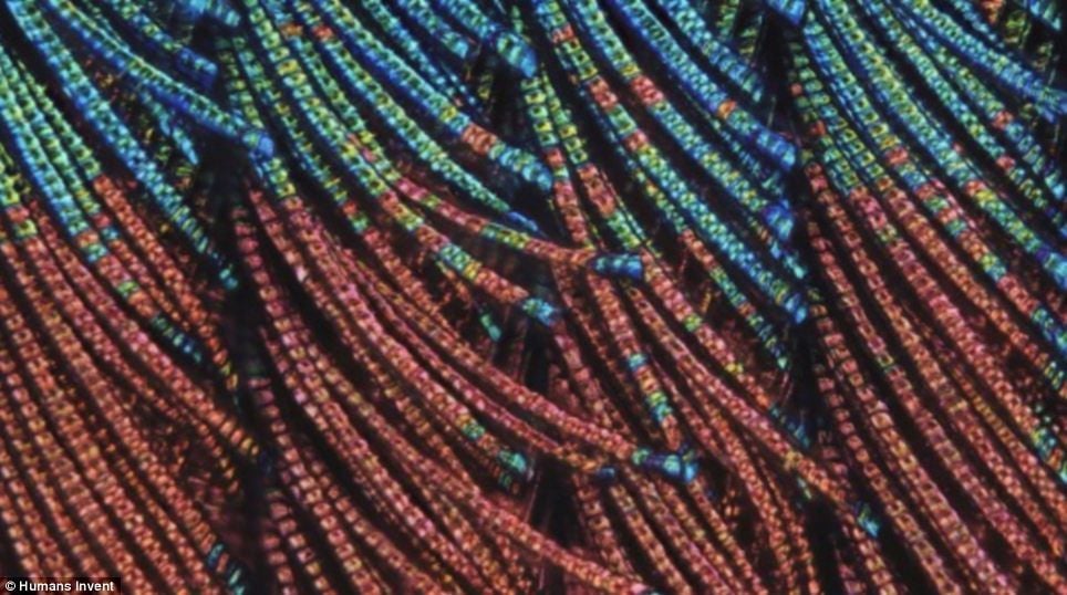 Peacock feather under a microscope
