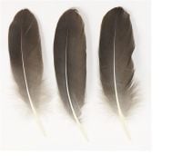 Natural Goose Quill Feathers x 4 