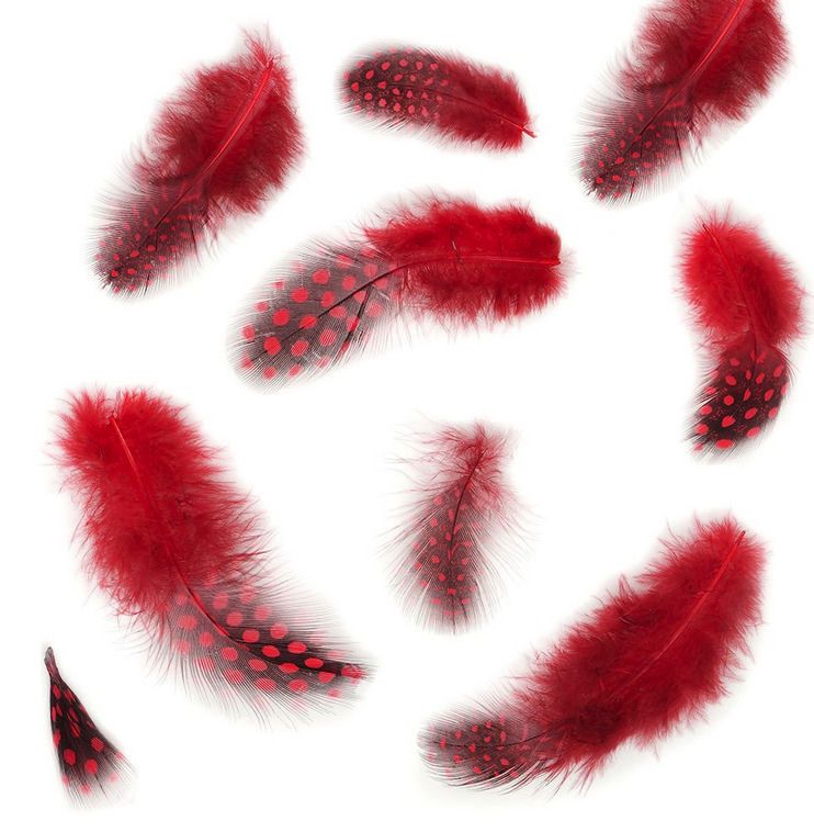 Red Guinea Fowl Feathers (Spotty)