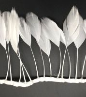 White Stripped Coque Tail Rooster Feathers x 10