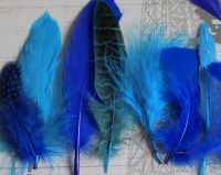Blue Selected Popular Feathers x 12
