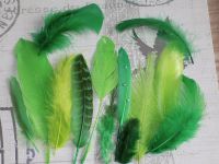 Green Selected Popular Feathers x 12