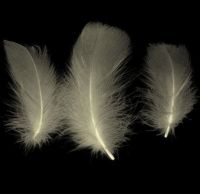 Ivory Goose Coquille Feathers x 25