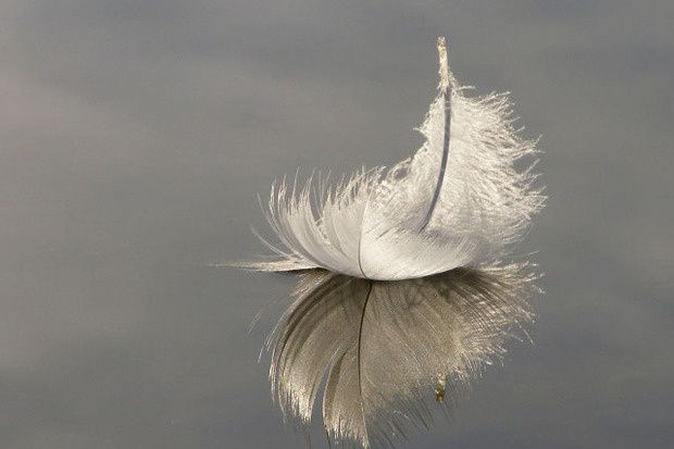 Goose coquille feather reflected