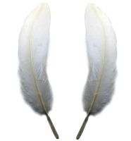 White Goose Feathers x 4