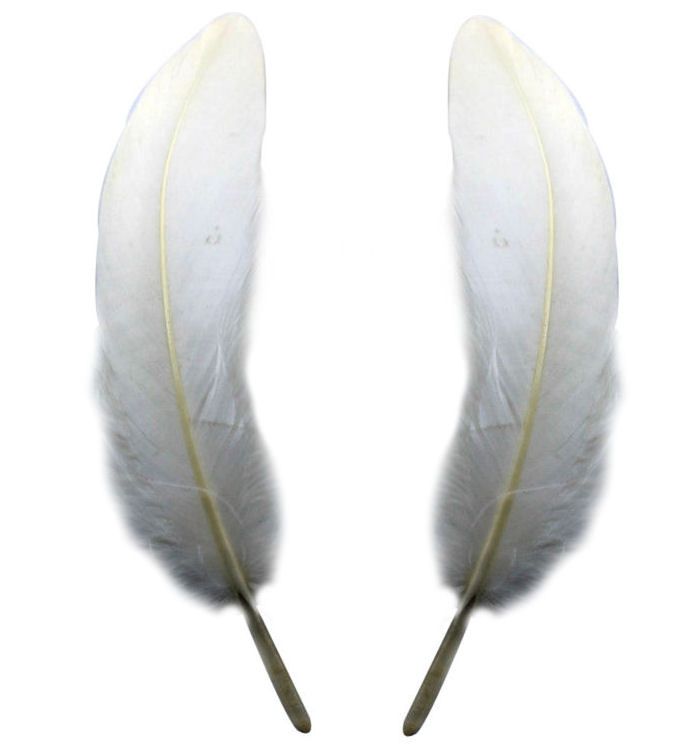 White Goose Feathers x 4