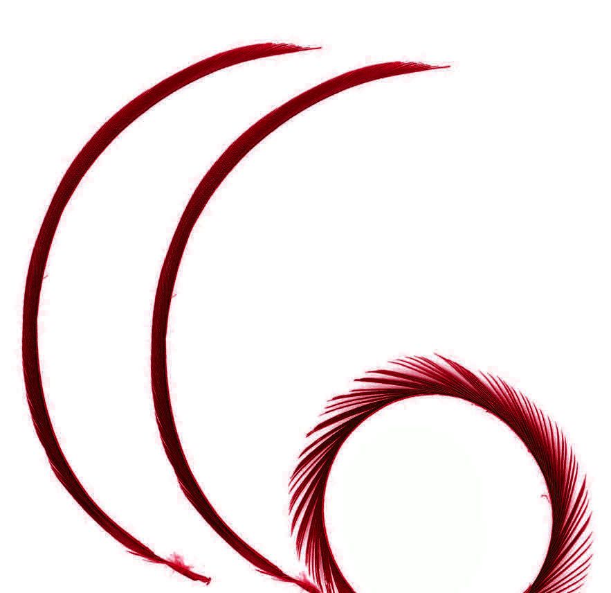 Red Wine Goose Biot Feather 