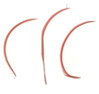 Rust Goose Biot Feather x 1