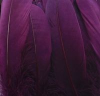 Plum Purple Goose Quill Feathers x 4 