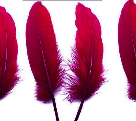 Red Wine Shade Goose Quill Feathers x 4 