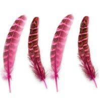 Light Pink Female Ringneck Pheasant Tail Feathers