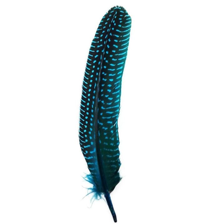 Deep Turquoise Guinea Fowl Wing Quill Feather 