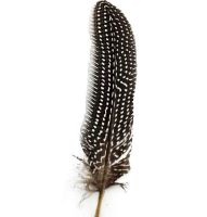 Natural Guinea Fowl Wing Quill Feather 