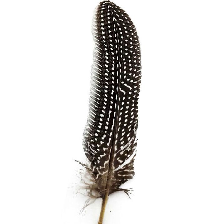 Natural Guinea Fowl Wing Quill Feather