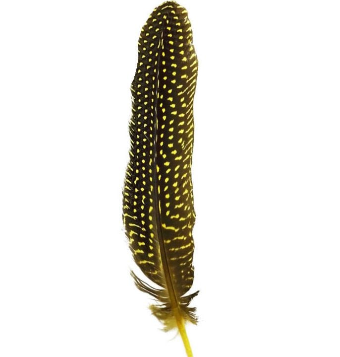 Yellow Guinea Fowl Wing Quill Feather 