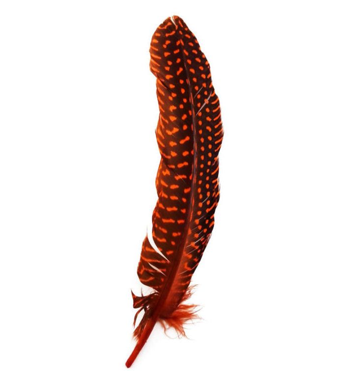 Orange Guinea Fowl Wing Quill Feather