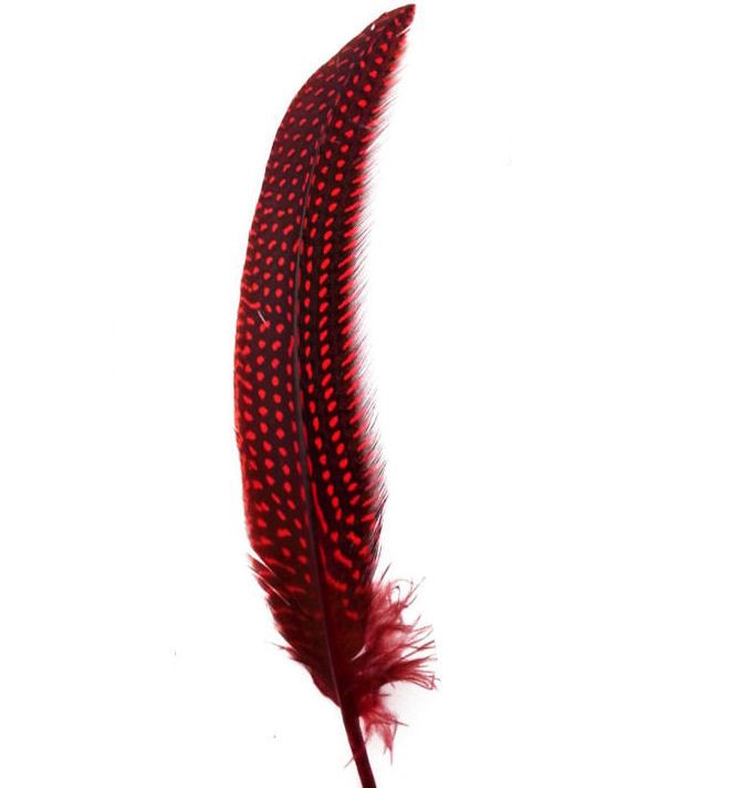 Red Guinea Fowl Wing Quill Feather 