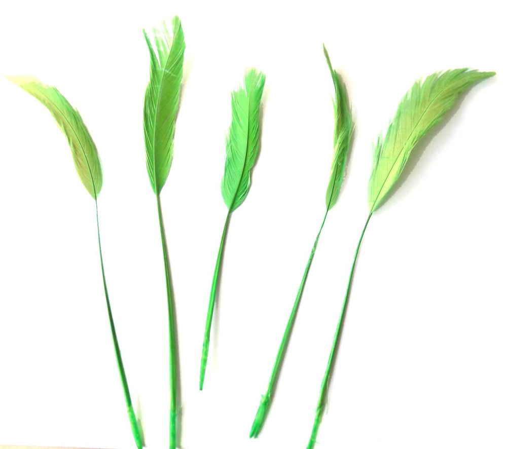 Bright Green Rooster Coque Tails Stripped x 5