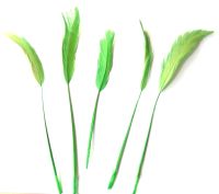 Bright Green Rooster Coque Tails Stripped x 5