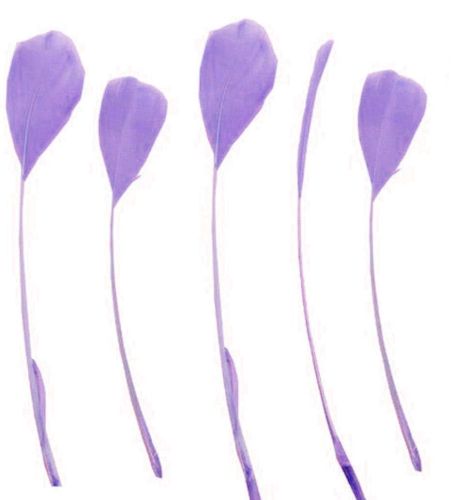 Lavender Lilac Feathers Stripped Coque Style