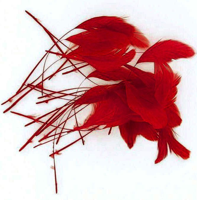 Red Trimmed Rooster Coque Tail Feathers - Clearout