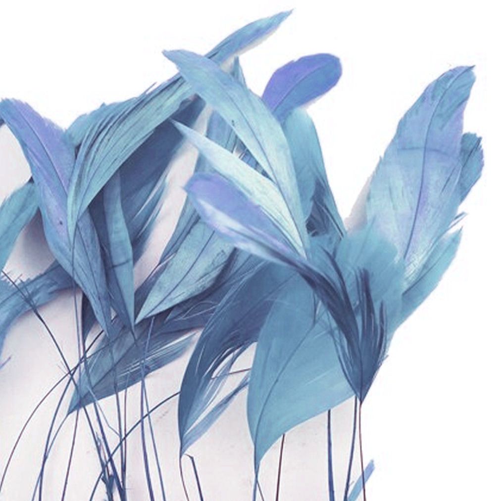 Pale Blue Stripped Coque Tail Rooster Feathers x 6